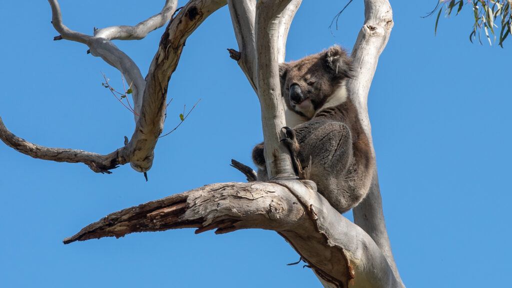 Nature trip with koala K2 Travel and Tourism Photography