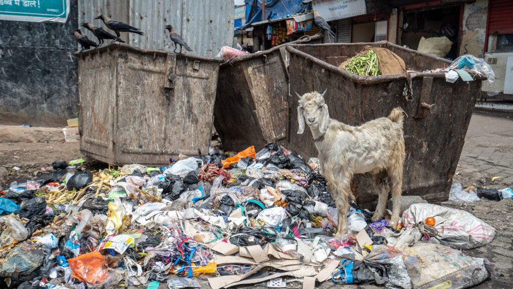 Industrial goat K2 Travel and Tourism Photography