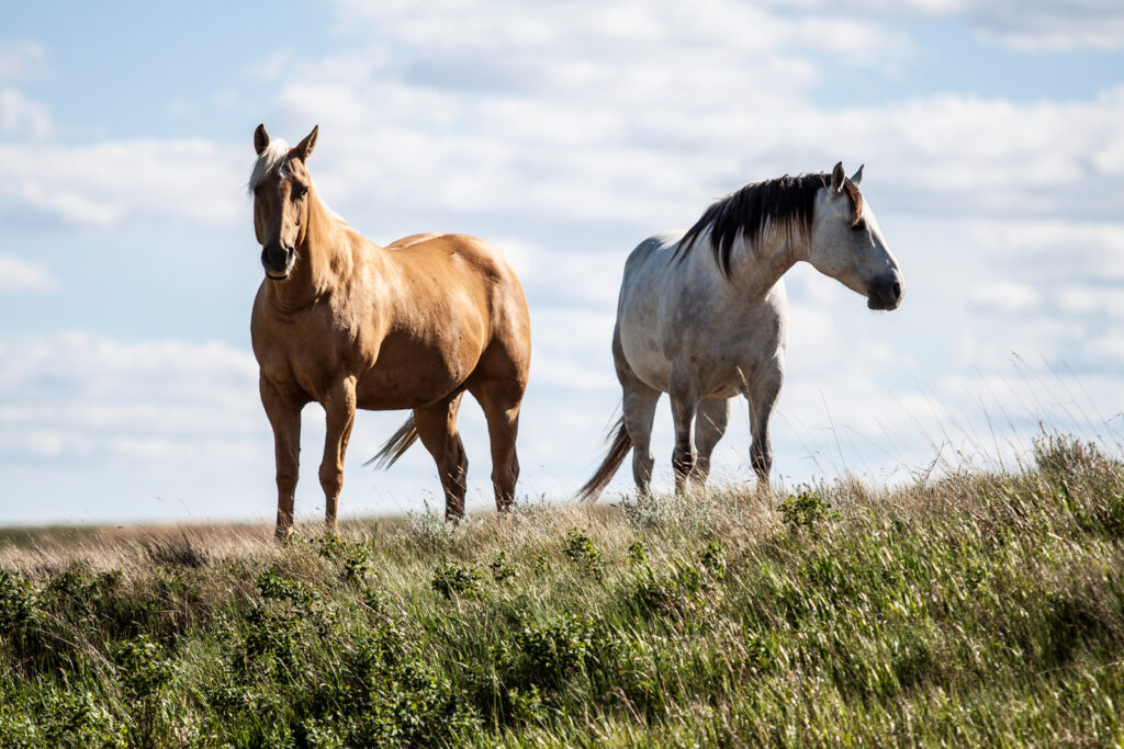 Wild Horses K2 Travel and Tourism Photography